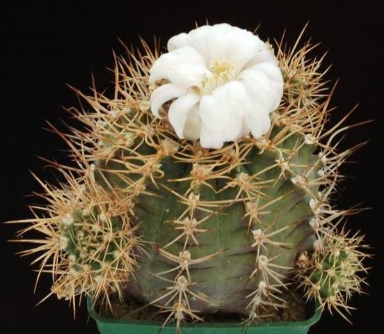 Gymnocalycium_tudae